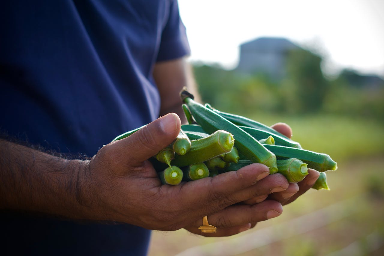 person holding okra